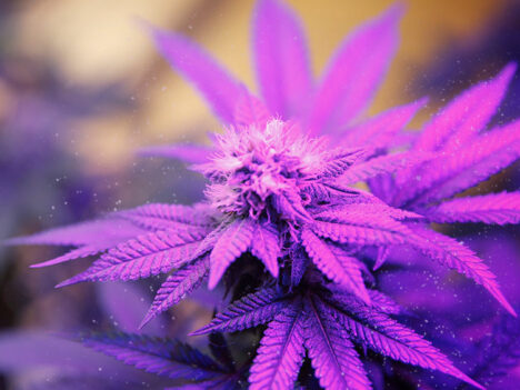 Purple Kush strain review: Representing the purple phenotype