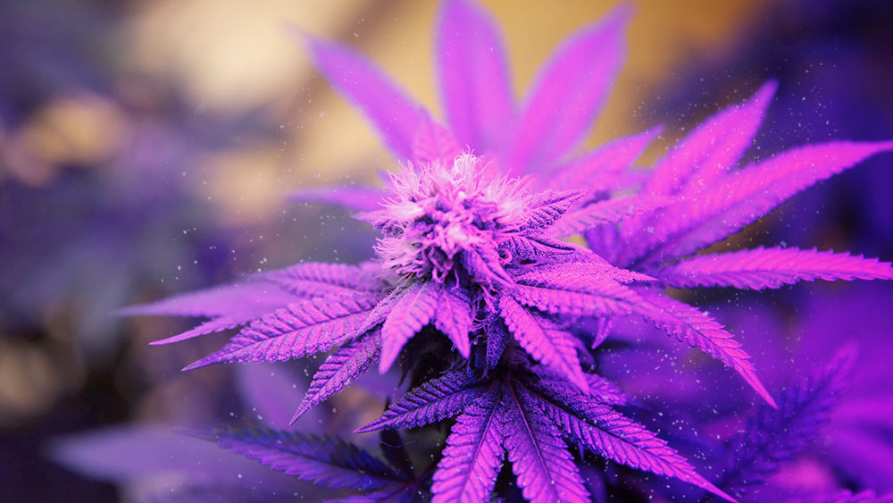 purple kush strain review