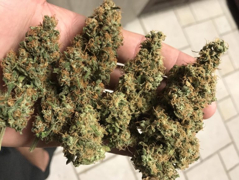 OG Kush Strain Information: OG Stands For Ocean Grown