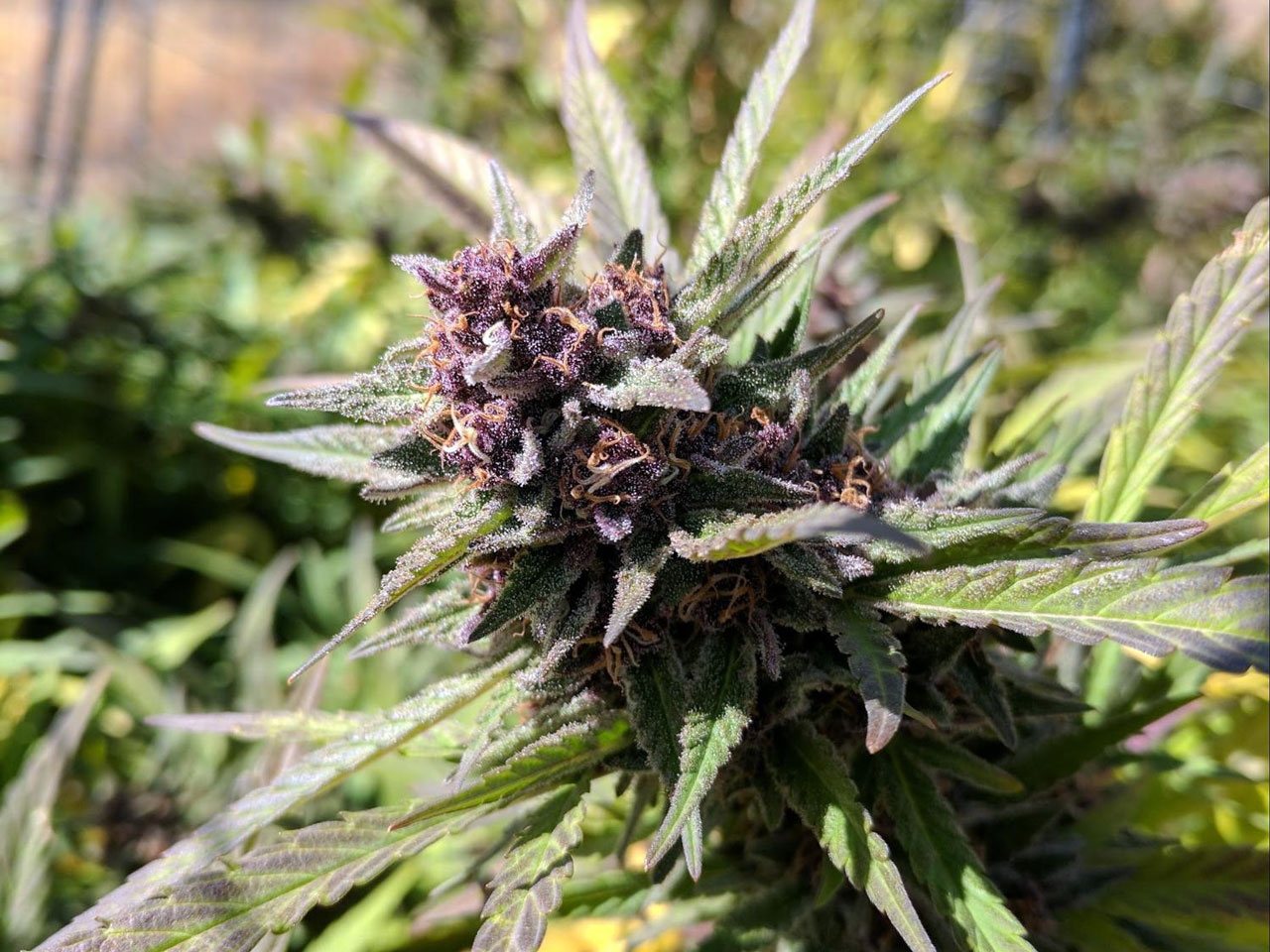 This is also one of the strains with a purple flower and green leafs which ...