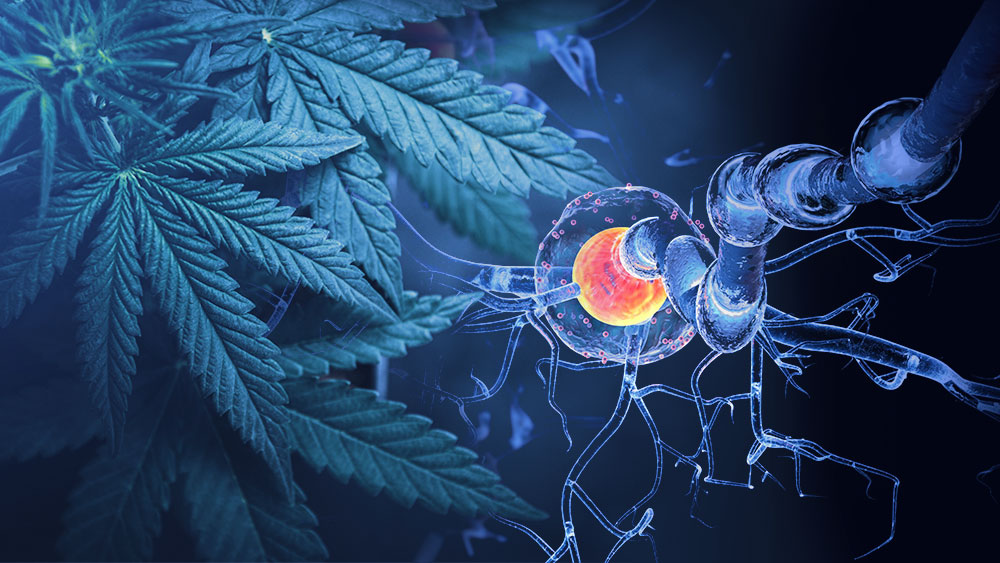 cannabis for multiple sclerosis