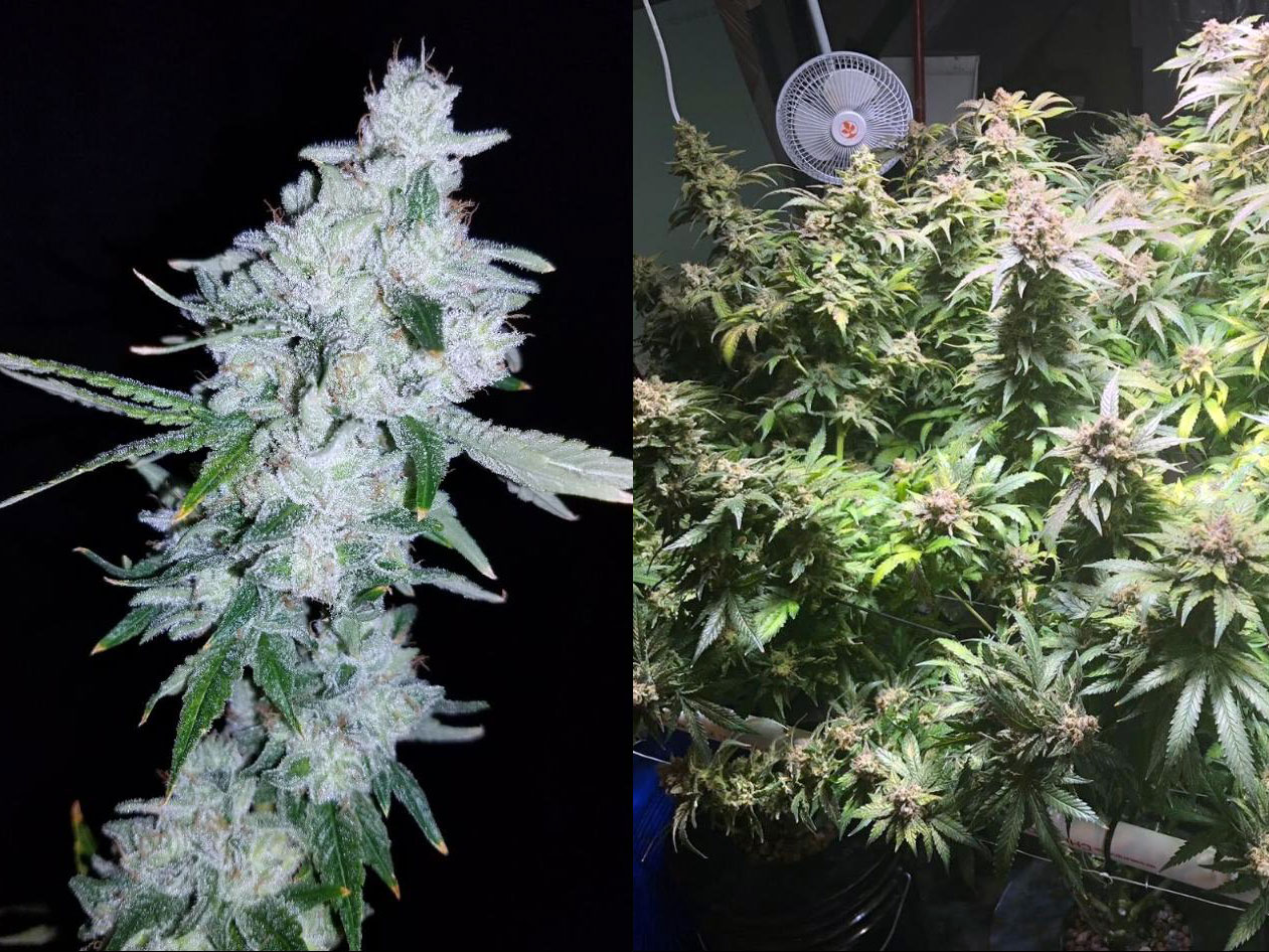 Gorilla Glue семяныч