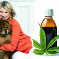 Martha Stewart and Canopy Growth announce partnership on CBD pet products