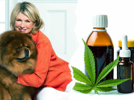 Martha Stewart and Canopy Growth announce partnership on CBD pet products