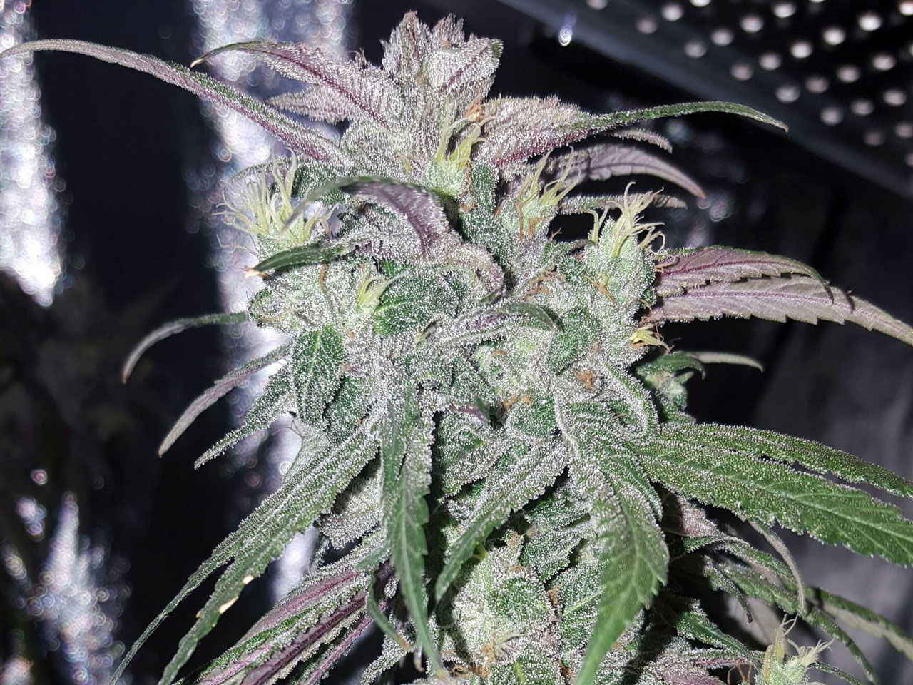 This strain also gets its name after the pink phenotype it carries, althoug...