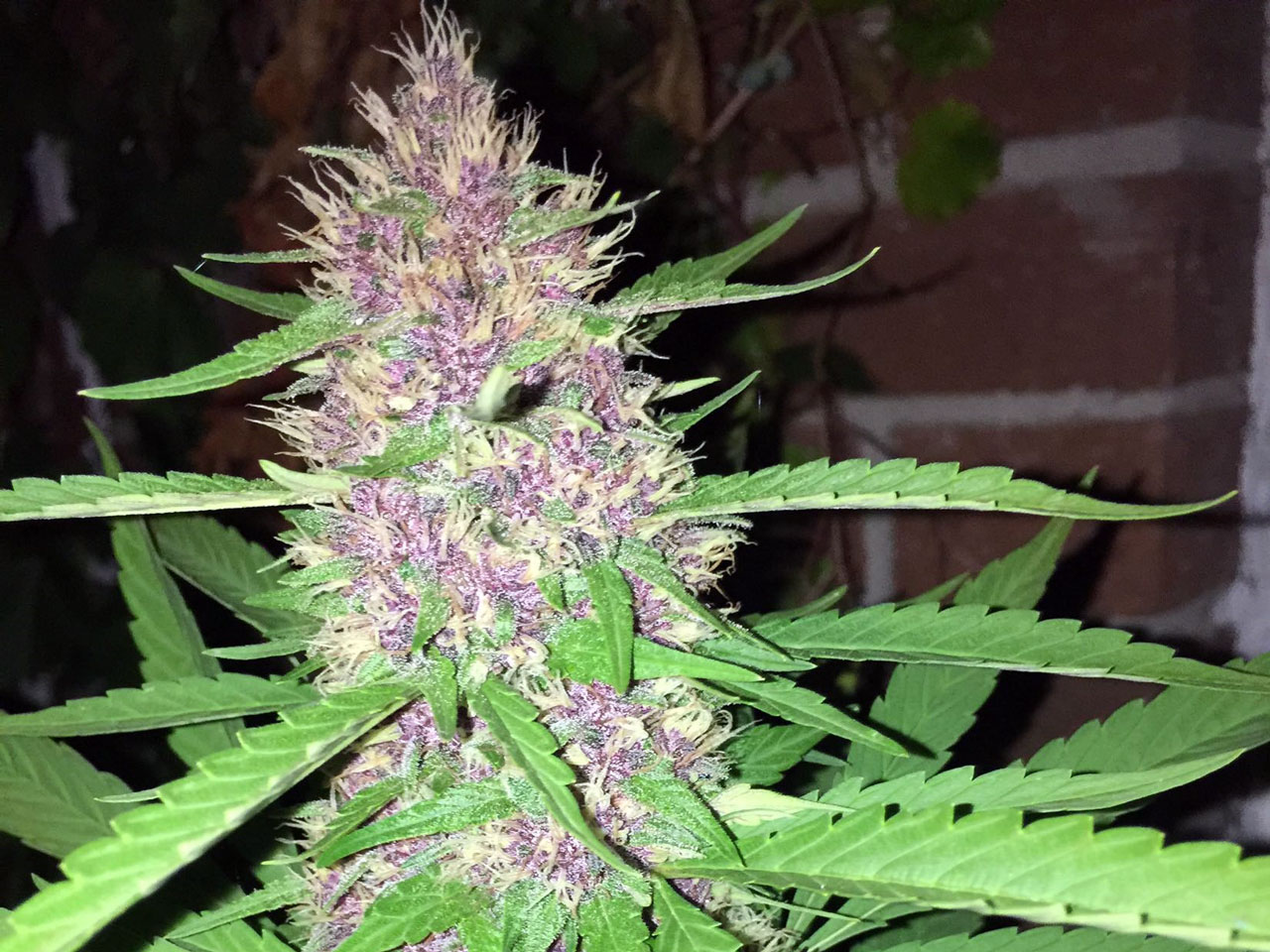 19 Prettiest Weed Strains in the World