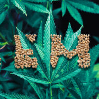 What is Special About Hemp – Benefits, Uses and FAQ