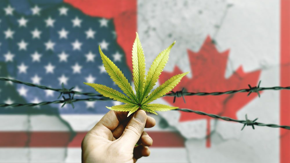 Cannabis-seized-Canada-border