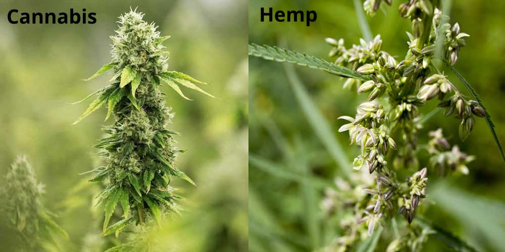 cannabis vs hemp