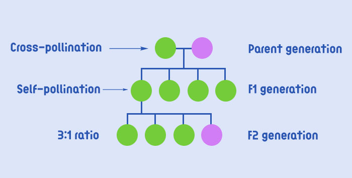 Crossing genetics