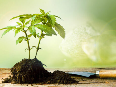 How to Start Your Own Marijuana Seeds Breeding Program?
