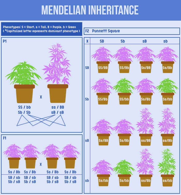 Mendelian inheritance