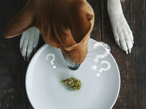 What to Do If Your Dog Ate Weed? First Response Guide