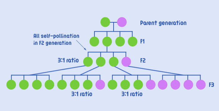 Parent generation