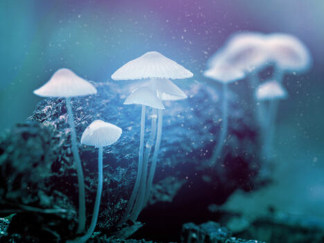 Oakland decriminalizes magic mushrooms, peyote, other natural psychedelics