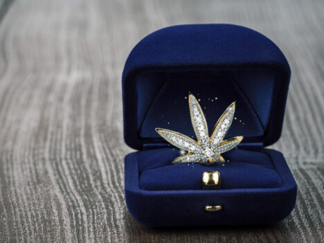 Can You Afford the Most Expensive Weed in the World?