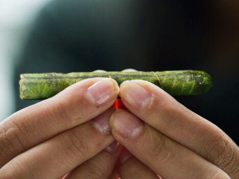 Thai Stick: Everything You Wanted to Know About This Legendary Blunt