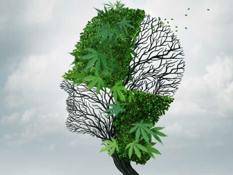Australian researchers to embark on cannabis study for treating dementia