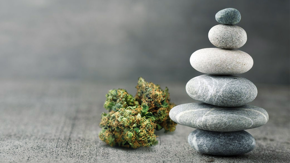 cannabis wellness