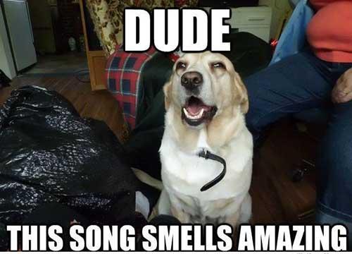 Dude that song smells amazing