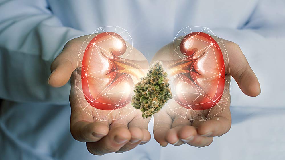 Marijuana and kidneys disease