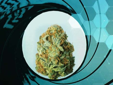 Agent Orange Weed: Top Choice for Medical Users