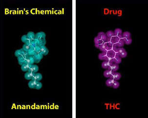 Anandamide and THC