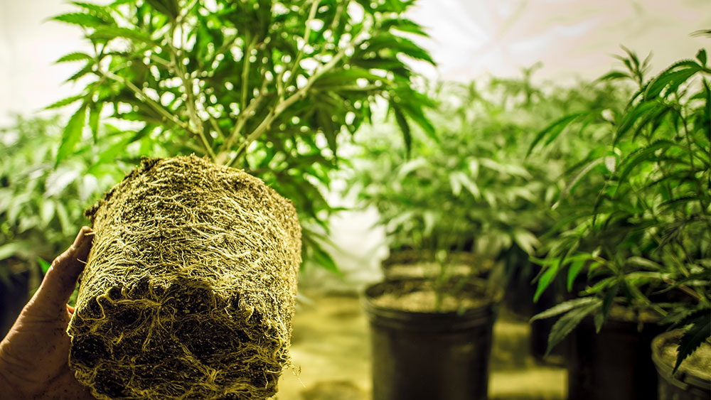 growing cannabis thailand