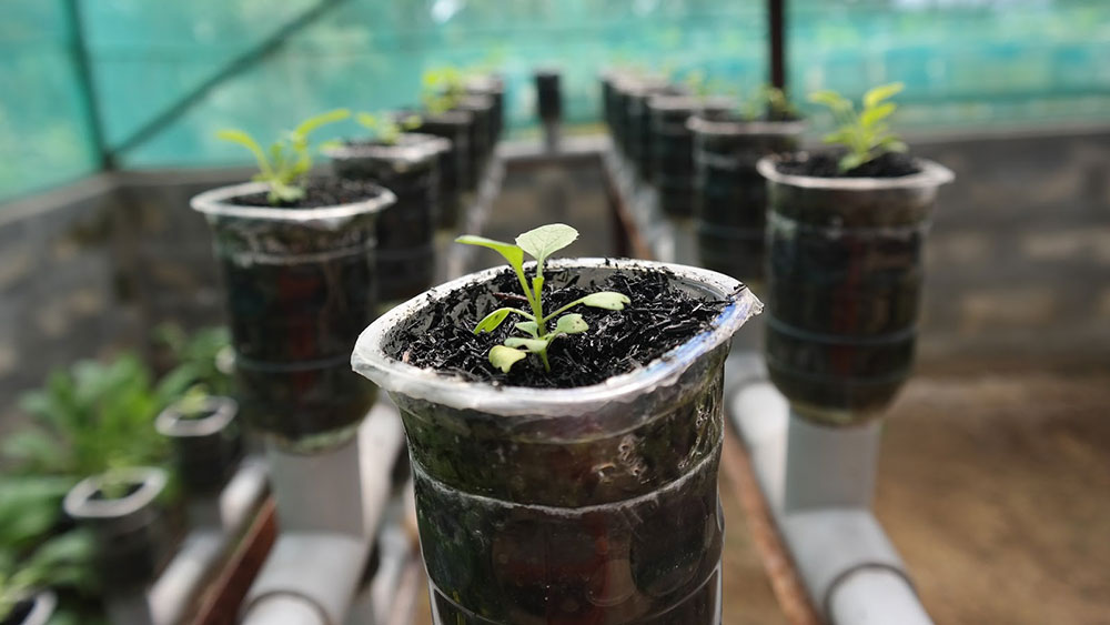 Greenhouse plant