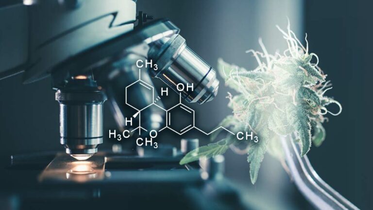 Exploring High THCV Strains And How They Are Valuable To Cannabis Users