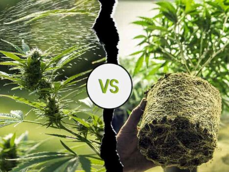 Indoor vs Outdoor Weed:  Which is Better?