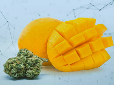 Mango and Weed – The Winning Duo for a Tropical High