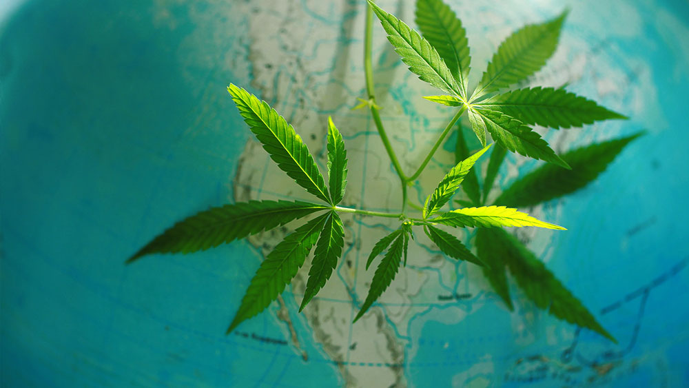 cannabis vs marijuana