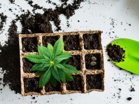 The Journey Of Home Growing Weed