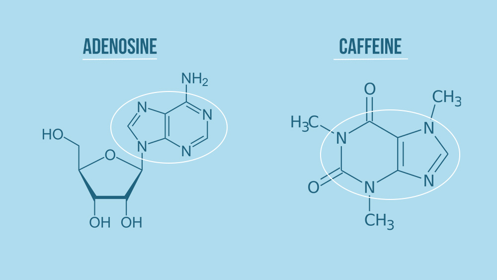 Adenosine and caffeine molecular structure