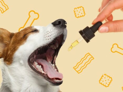 How Safe and Effective Are CBD Treats for Dogs?