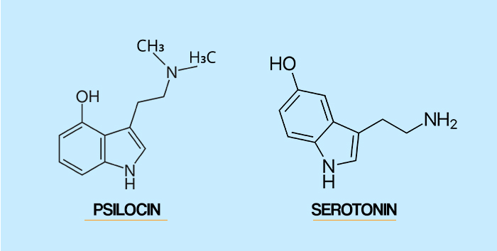This means that psilocin temporarily “hijacks” serotonin receptors from serotonin, and stimulate them throughout numerous important regions of the brain.