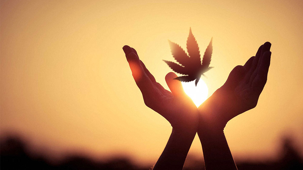 Hands holding a cannabis leaf in front of the setting sun