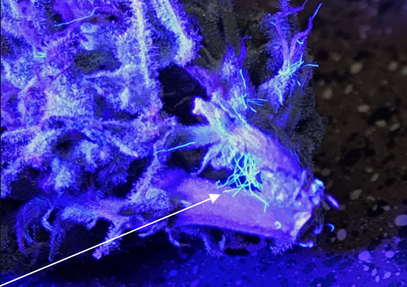 How to Detect Mold Under Black Light?