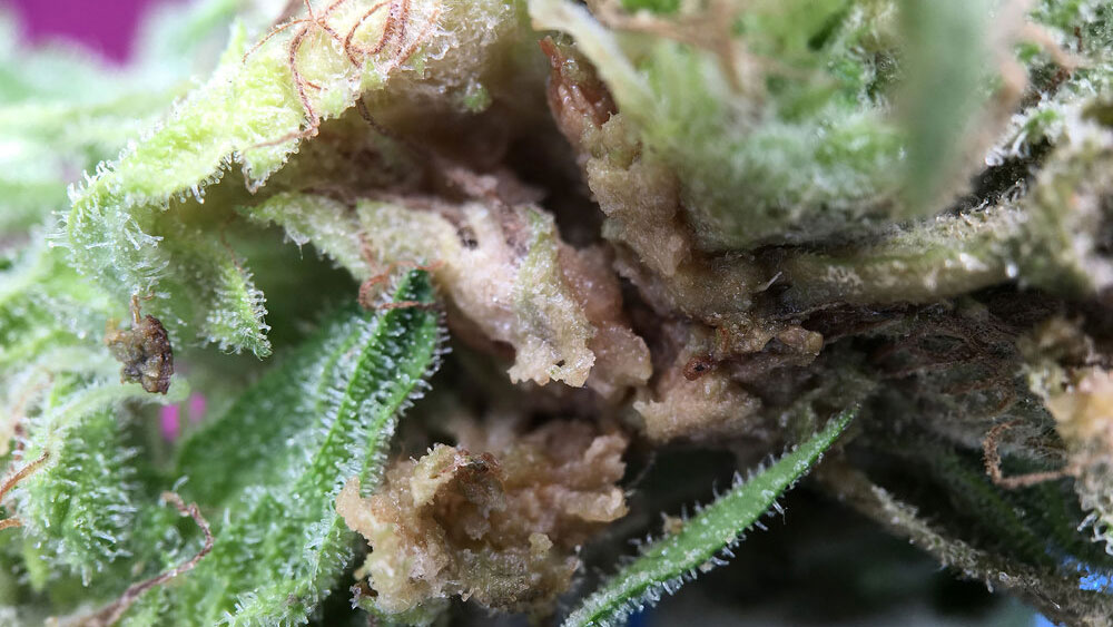 Powdery mildew