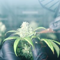 House hearing explores federal restrictions on cannabis research