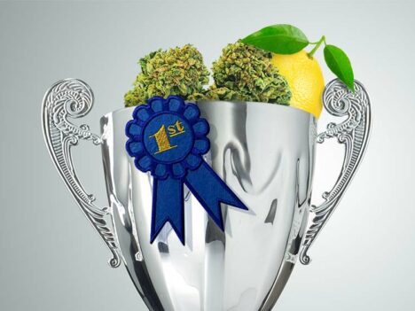 Super Lemon Haze: The Award Winning Strain