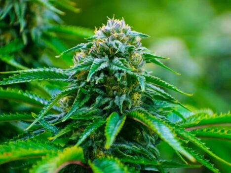 GMO Weed: The Future of Bud