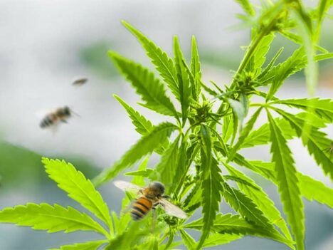 Hemp could help sustain vitally important bee populations