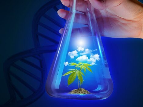 GMO Weed: The Future of Bud