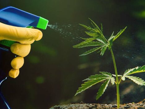 Pesticides in Marijuana: Helping the Illicit Market for Years