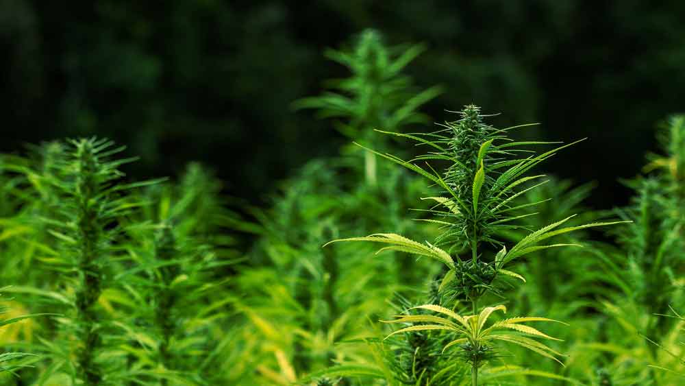 Malawi-Cannabis