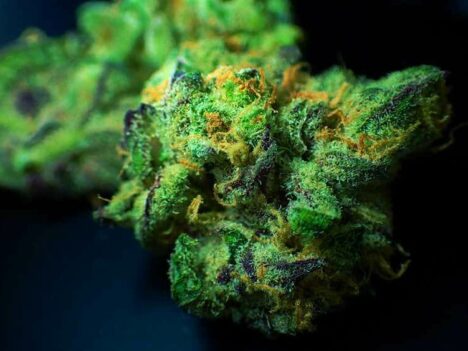 Florida senators to debate capping THC levels in medical marijuana at 10%