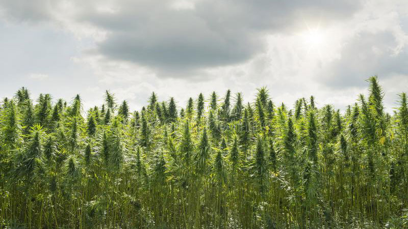 Cannabis plantation