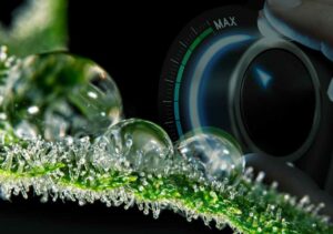 How to Increase Trichome Production?